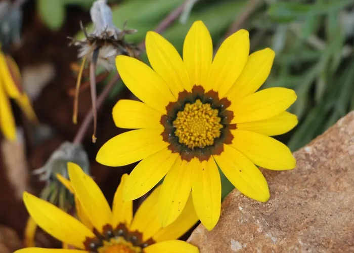 Bessy 10 4* אנטיב